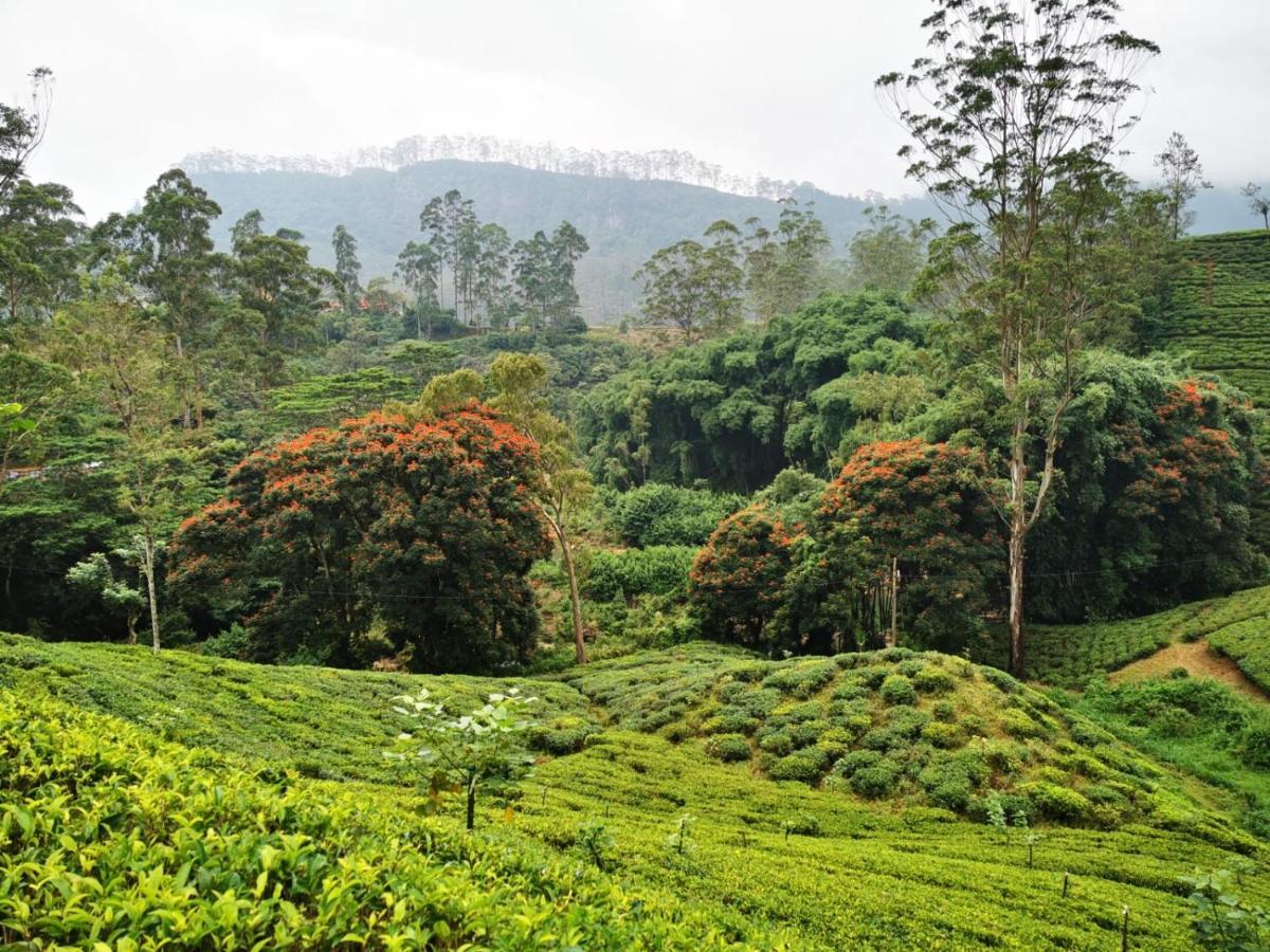 Butterfly Mountain Lake Side Maskeliya ภายนอก รูปภาพ